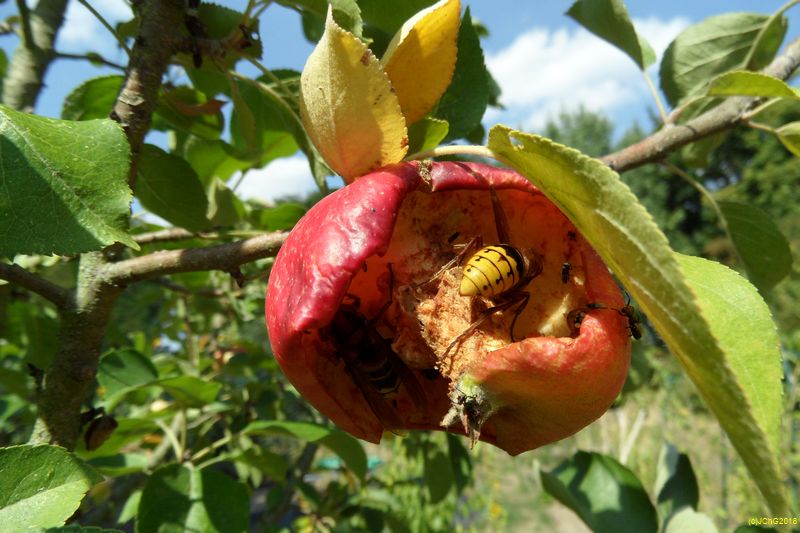 Zwei Hornissen teilen sich einen Apfel am 19.08.2018