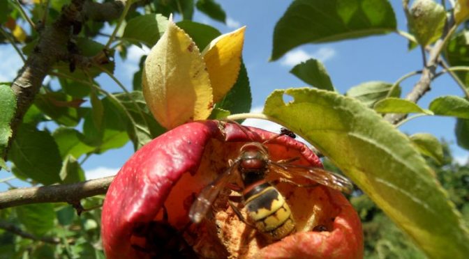 Apfel schmeckt den Hornissen