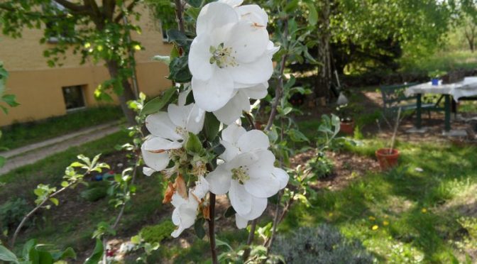 Blüten vom Duobaum Gravensteiner und Zuccalmaglio Renette 01.05.2019