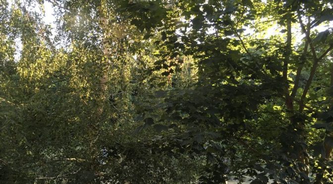 Birke mit vertrockneten Blättern