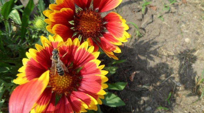Kokardenblumen und Insekt Juli 2019