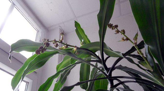 Blüten von Dracaena fragrans im Arbeitszimmer 12.06.20