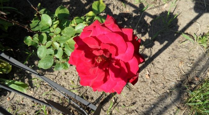 Die Rosenblüte im Beet "Boskop" weiter geöffnet 27.6.20