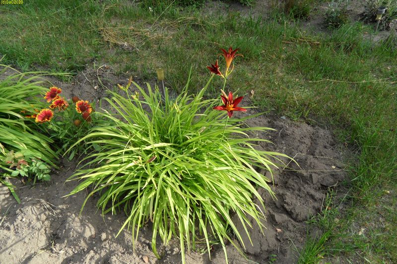 Kokardenblume und Taglilien Beet "Iris" 07.07.20