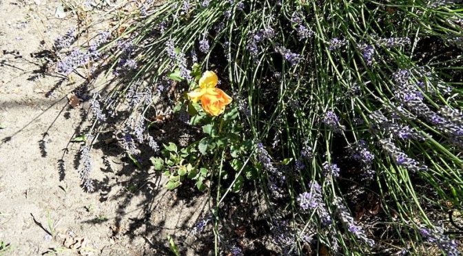Rose und Lavendel blühen Beet „Sternmagnolie“ 30.7.20
