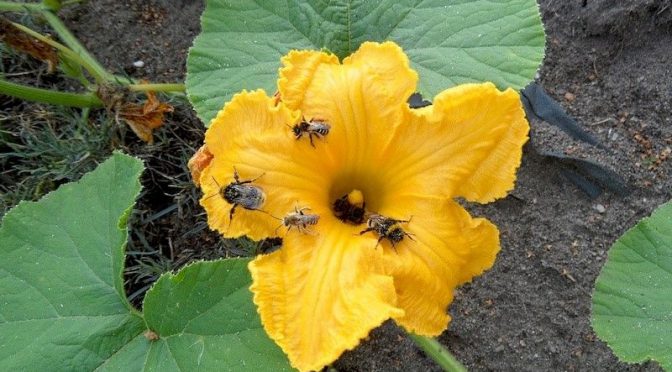Hummel und Bienen auf Kürbisblüte 11.8.20