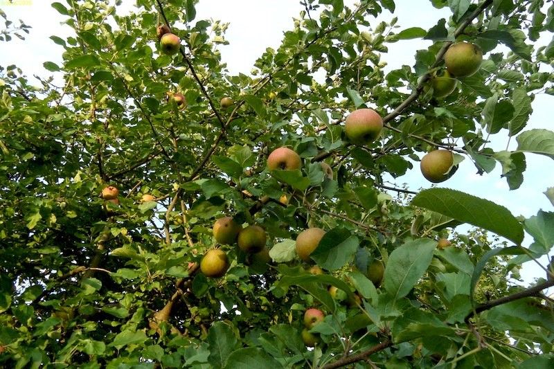 Viele Äpfel am Apfelbaum "Boskoop" auf dem Gelände 37. KW 2015