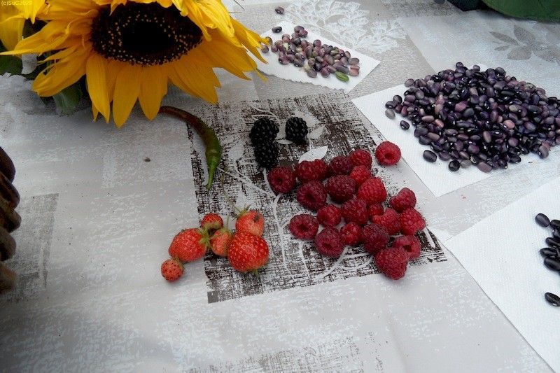 Bohnen, Brombeeren, Erdbeeren, Himbeeren geerntet im Spätsommer September 2017