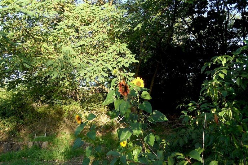 Sonnenblumen mit verschiedenfarbigen Blüten Beet „Jostabeere“ 18.9.20