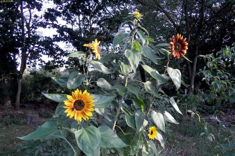 Sonnenblumen in Farbvarianten Beet „Jostabeere“ 19.9.20