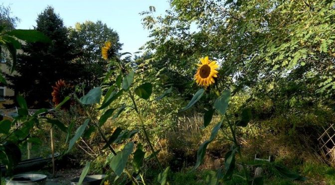 Bunte Sonnenblumen zum Sommerabschied 21.9.20