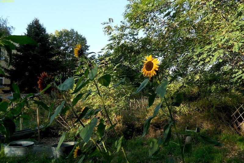 Bunte Sonnenblumen zum Sommerabschied 21.9.20