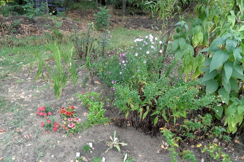Blumen im Beet „Mangold“ 25.9.20