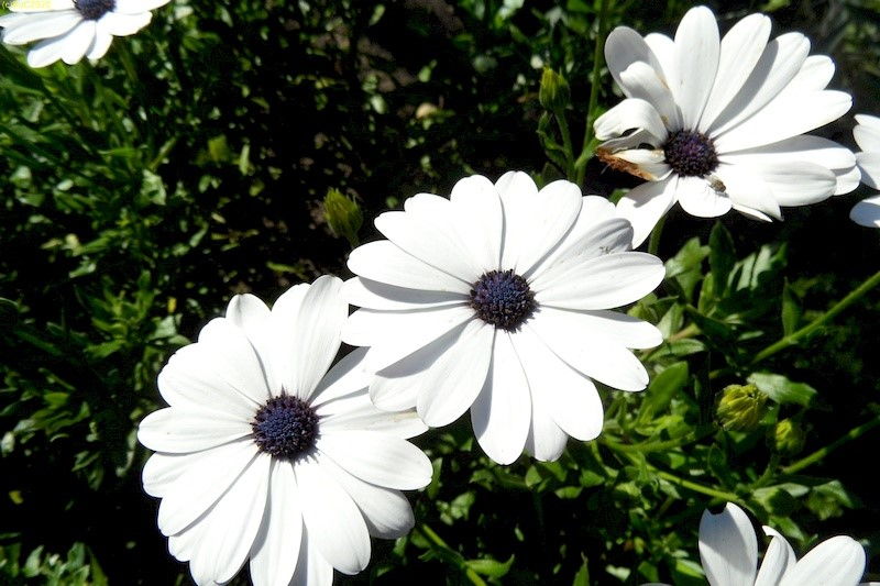 Weiße Blüten 42, Kalenderwoche 2014