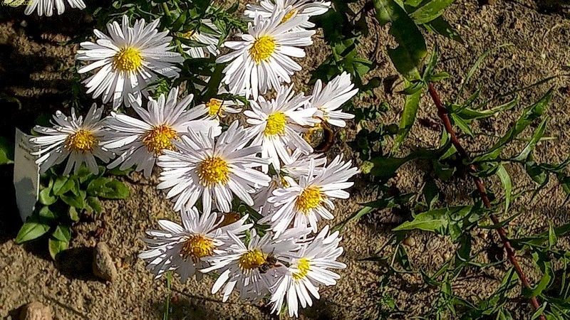 Chrysanthemen Beet „Mangold“ Oktober 2020