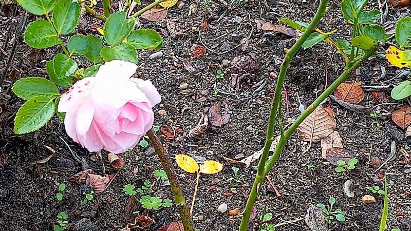Die andere Rosenblüte Beet „Trapez“ Oktober 2020