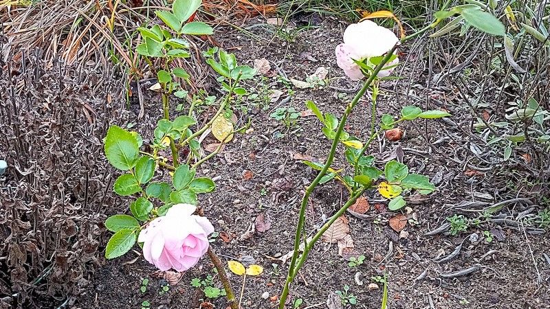 Die Rose blüht Beet „Trapez“ Oktober 2020