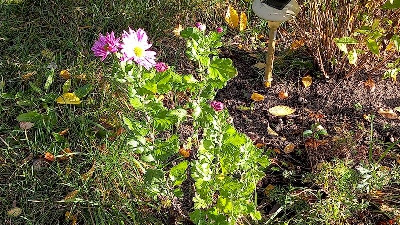 Chrysanttheme Beet „Lavendel“ Oktober 2020