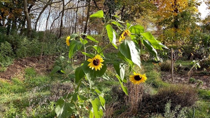 Sonnenblumen Beet „Sternmagnolie“ Oktober 2020