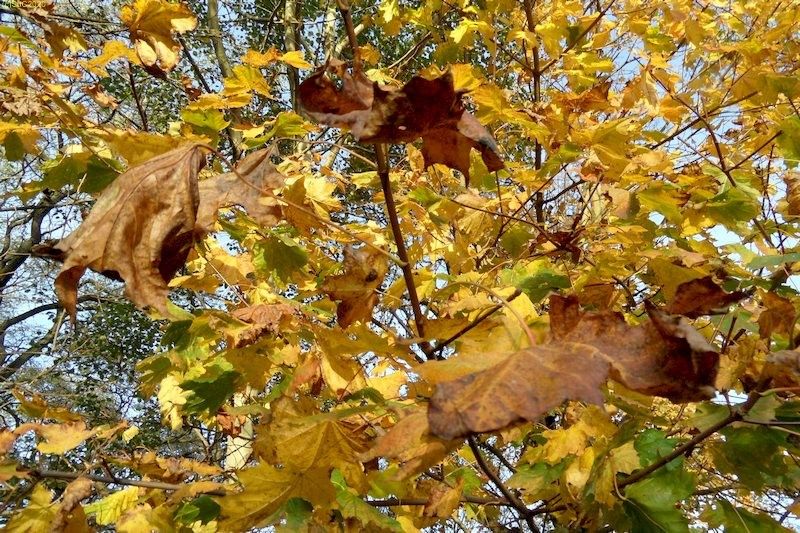 Gelbe Herbstliche Agorn-Blätter 44. Kalenderwoche 2014