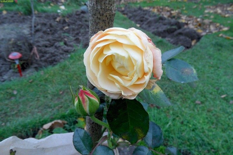 Eine weitee Rose blüht im November 2014