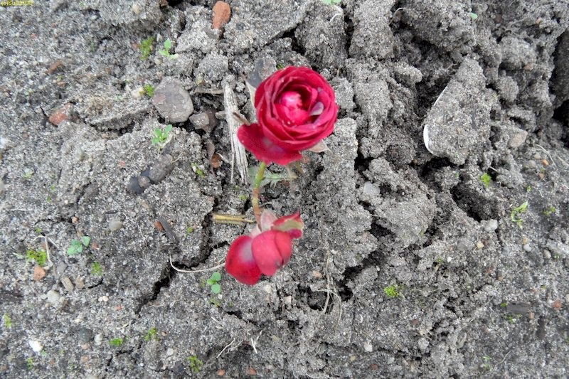 Rote Rose blüht im November 2014
