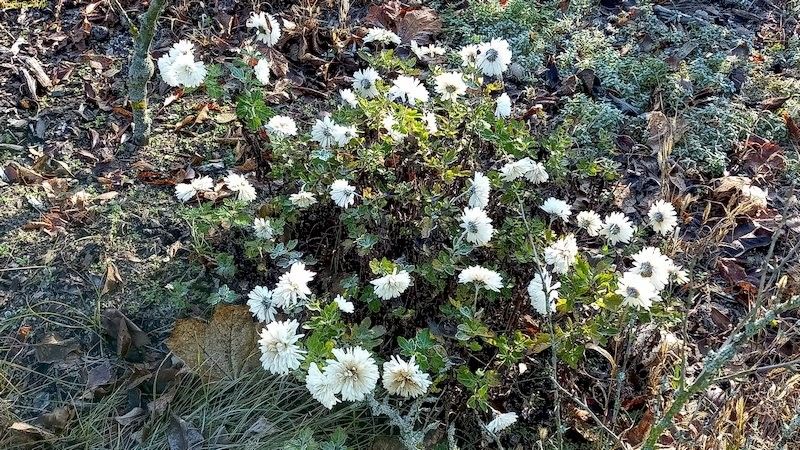 Weiße Chrysanthemen Beet "Omega" 49. Kalenderwoche 2020