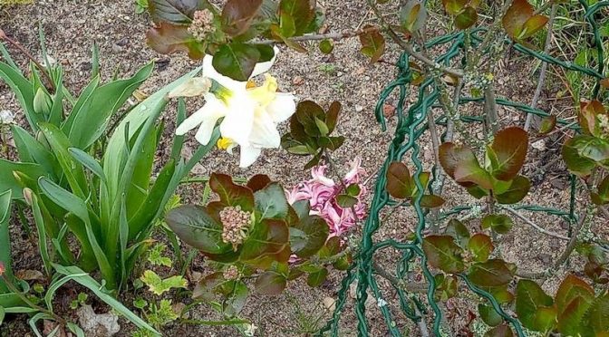 Hyazinthenblüte, Narzissenblüte, Apfelbeerenblüte, Beet „Lavendel“ 17. Kalenderwoche 2021