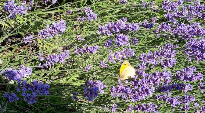 Lavendel, Kleines Wiesenvögelchen 2.7.21