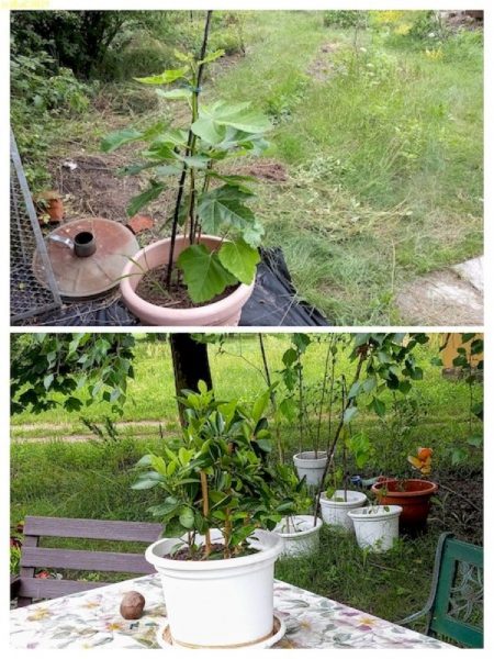 Feige und Calamondinorange im Garten 17.7.21