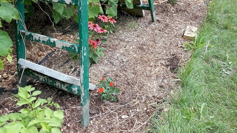 Neue Rose Beet „Wein“ 2.8.21