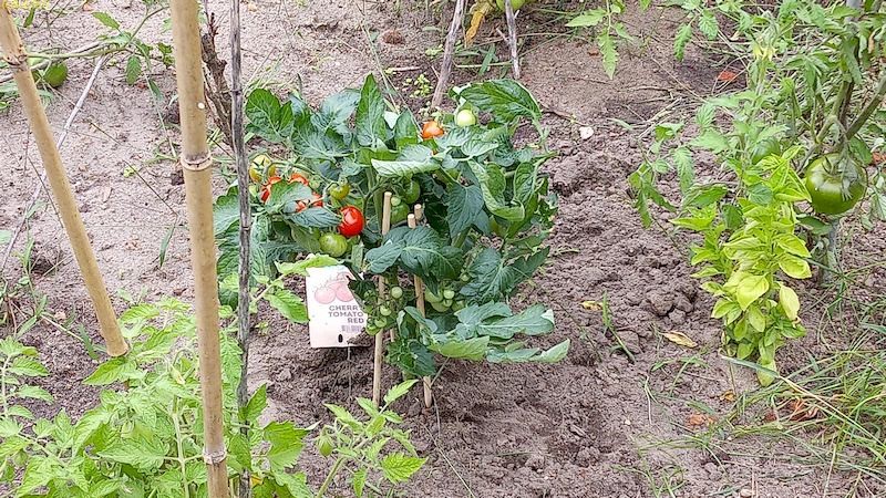 Cocktailtomate Beet „Wolfgang“ 2.8.21