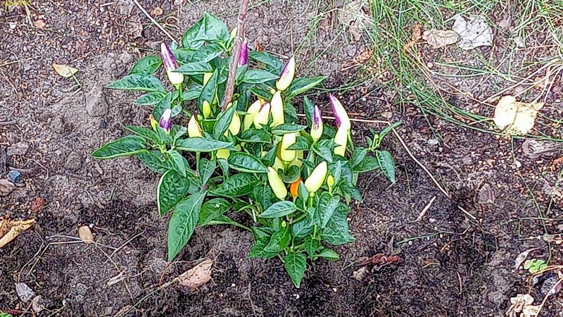 Capsicum Annuum Beet „Sommerflieder“ 2.8.21
