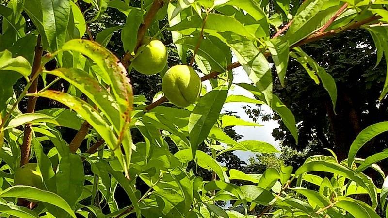 Pfirsich Beet „Mangold“ Ende August 2021