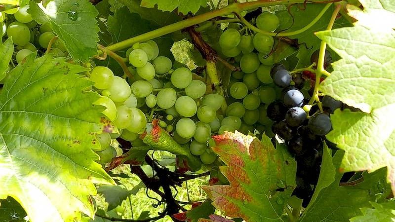 Mehr Wein Beet „Wein“ Ende August 2021