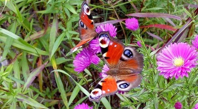 Schmetterlinge im Herbst