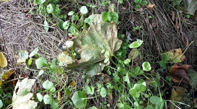 Durchwachsener Herbsttag