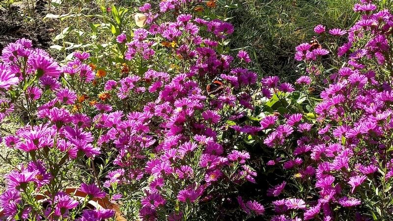 Admirale und Astern 7-10.21