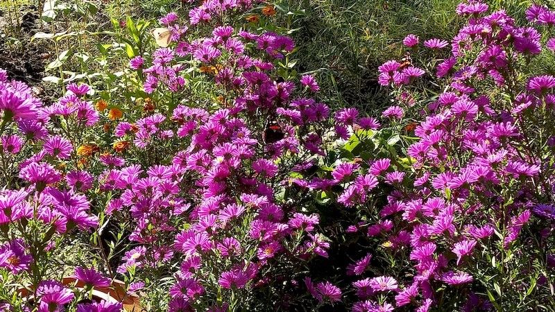 Admiral und Astern 7-10.21