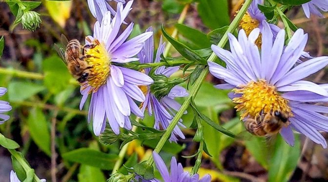 Zwei Honigbien am kalten unangenehme 16.11.2021