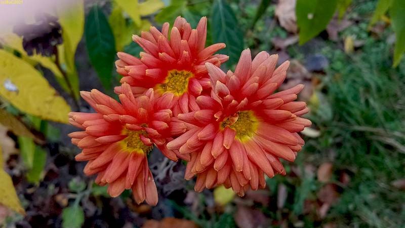 Chrysanthemen Beet „Vanillebaum“ 44. Kalenderwoche 2021
