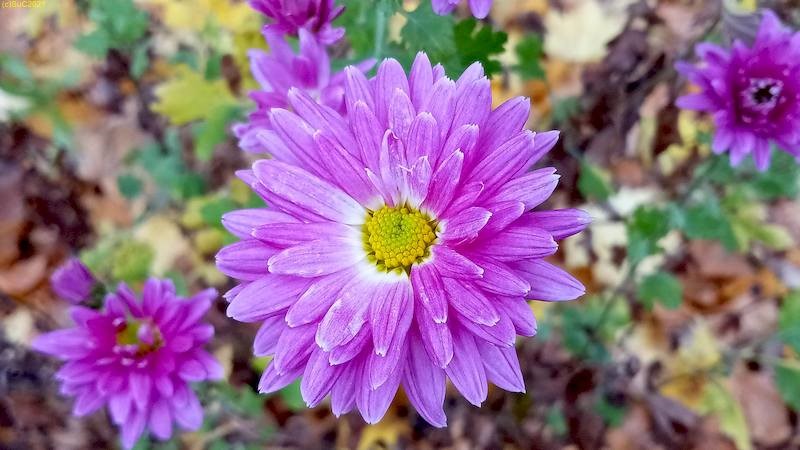 Chrysantheme Beet „Sommerflieder“ 44. Kalenderwoche 2021