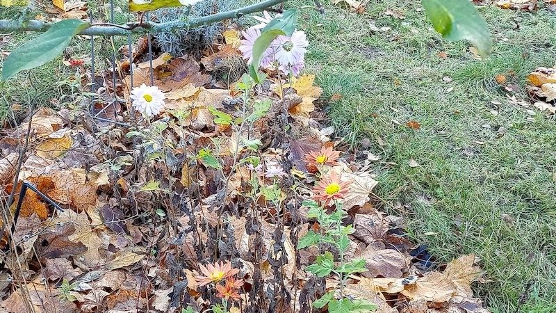 Chrysanthemen Beet "Lavendel" 45. Kalenderwoche 2021
