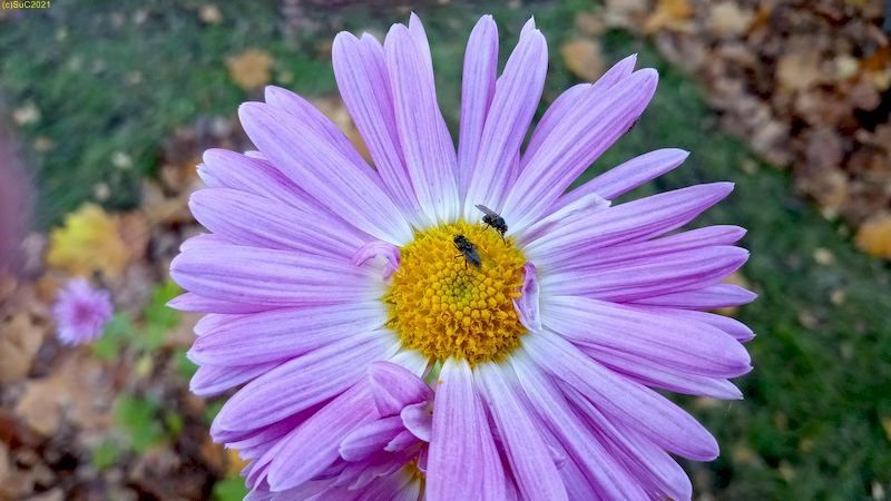 Fliegen suf Chrysanthemenblüte Beet "Sommerflieder" 45. Kalenderwoche 2021