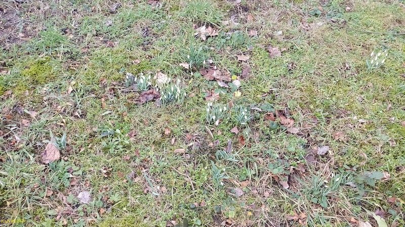 Weitere Schneeglöckchen vor dem Beet „Wein“ 6. Kalenderwoche 2022