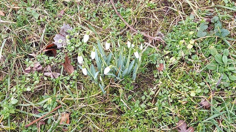 Einige Schneeglöckchen vor dem Beet „Wein“ 6. Kalenderwoche 2022