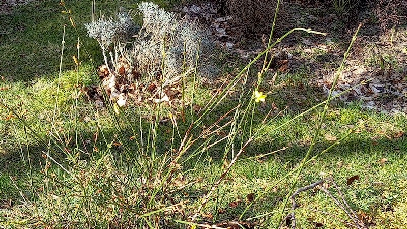 Blüte vom Winterjasmin Beet "Amor" 6. Kalenderwoche 2022