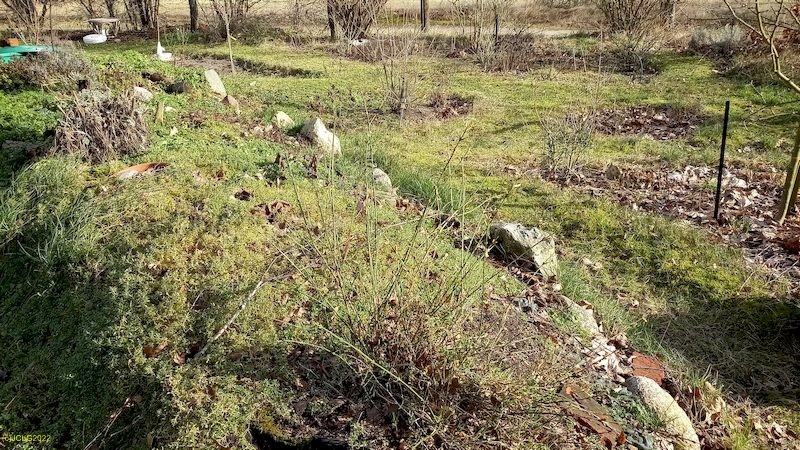 Der blühen Winterjasmin Beet "Amor" 6. Kalenderwoche 2022