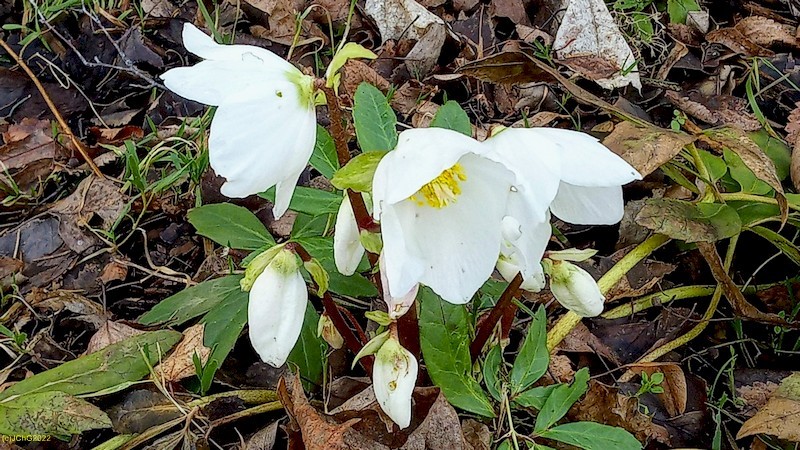 Christrose II Beet „Mohrchen“ 6. Kalenderwoche 2022