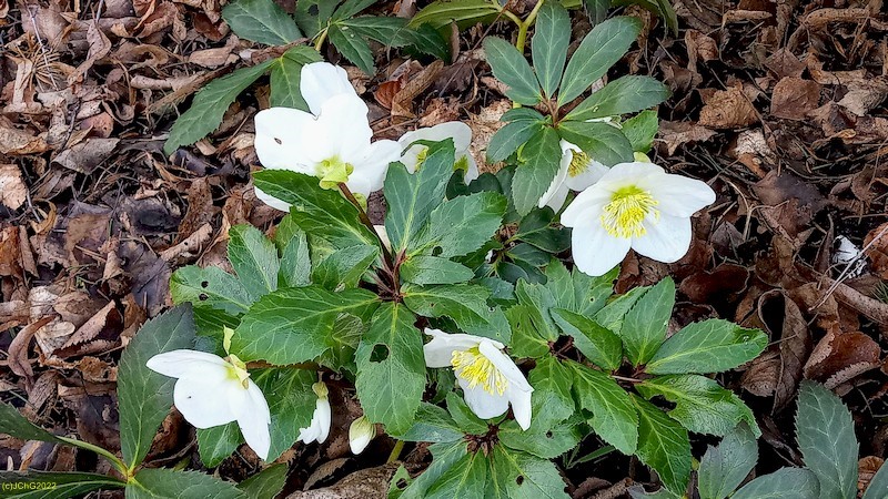 Christrose I Beet „Mohrchen“ 6. Kalenderwoche 2022